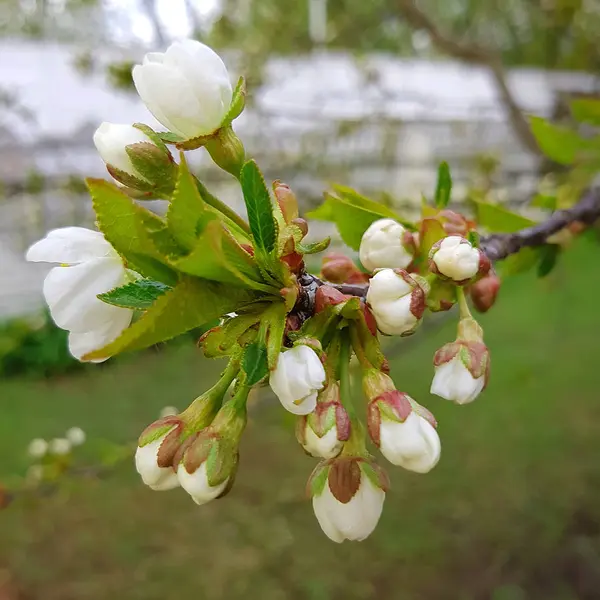 Kirschblüten aus nächster Nähe — Stockfoto