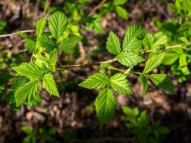 Ahududu yeşil yaprakları yakın çekim ile Şubesi