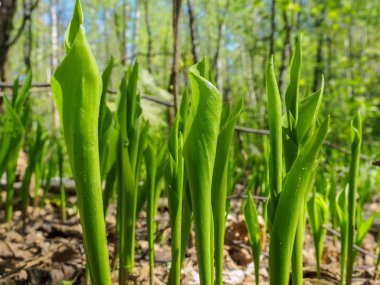 Yeşil yaprakları. Genç lily vadi yaprakları