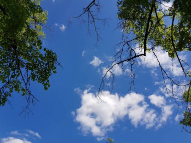 Mavi gökyüzüne karşı genç yapraklar ağaçlarıyla