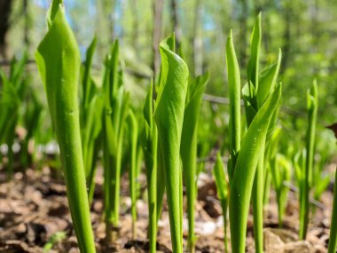 Yeşil yaprakları. Genç lily vadi yaprakları