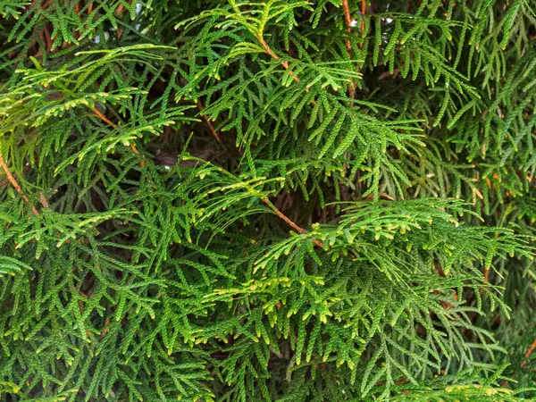 Branch of thuja closeup — Stock Photo, Image