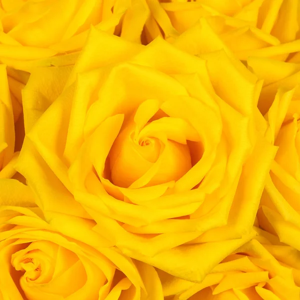 Belle rose jaune en gros plan. fond floral . — Photo