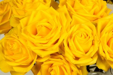 Güzel Sarı Gül yakın çekim. Makro fotoğraf.