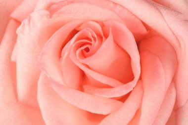 güzel pembe Gül yakın çekim.