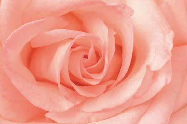 Beautiful pink rose close-up. Macro photo. Stock Image