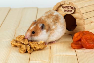 Hamster yakın çekim bir ceviz evinden yiyor..