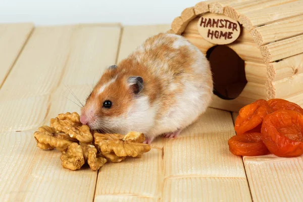 Een close-up van de hamster eet een walnoot uit zijn huis. — Stockfoto