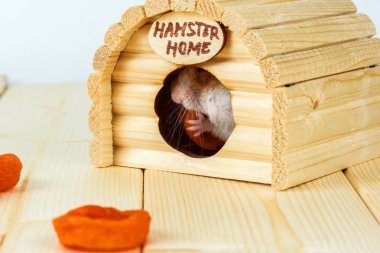 Hamster Kuru Kayısı onun evin içinde yiyor..