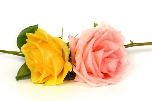 Różowe i żółte Róża na białym tle. — Zdjęcie stockowe