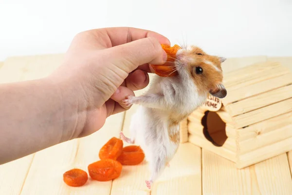 Der Hamster nimmt dem Mädchen die getrockneten Aprikosen — Stockfoto