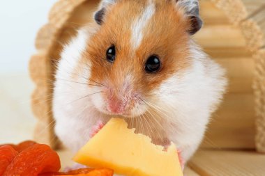 hamster yakın çekim yiyecek peynir