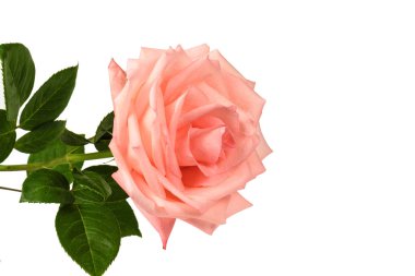 Pembe Gül izole bir beyaz arka plan yakın çekim.