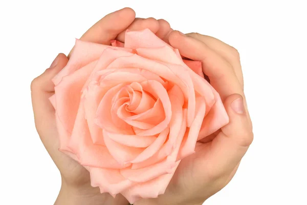 Roze roos in de hand geïsoleerd op witte achtergrond. — Stockfoto