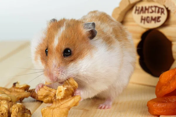 Een close-up van de hamster eet een walnoot uit zijn houten huis. — Stockfoto