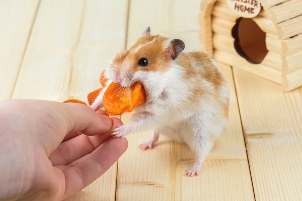 Hamster Kuru Kayısı alır