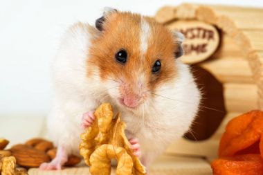 Hamster yakın çekim bir ceviz evinden yiyor..