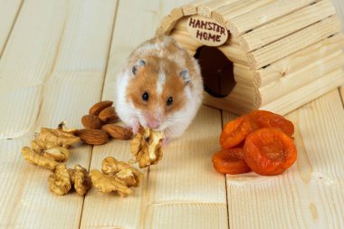 Hamster yakın çekim bir ceviz ahşap evinden yiyor..