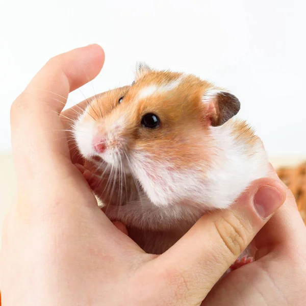 A hamster in the hands of a girl close-up — Stock Photo, Image