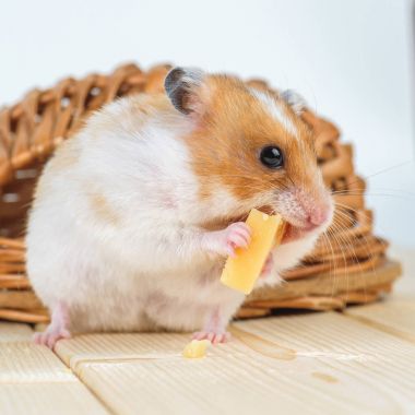 Onun evin yakınındaki bir hamster yakın çekim yiyecek peynir.