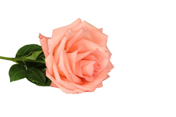 Rosa Rose isoliert auf weißem Hintergrund Nahaufnahme. — Stockfoto