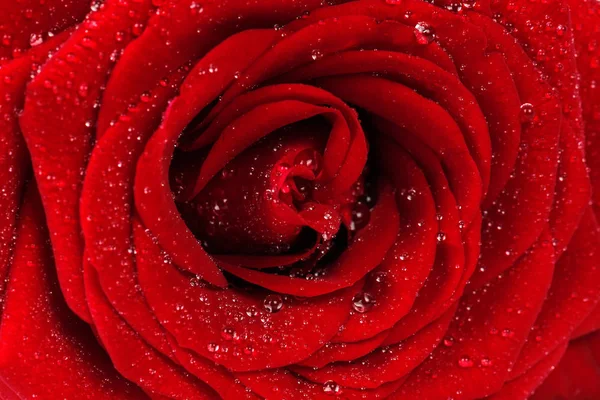 Kırmızı gül çiy ile yakın çekim bırakır. Doğal doku.