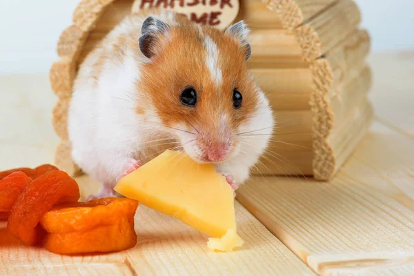 hamster yakın çekim yiyecek peynir