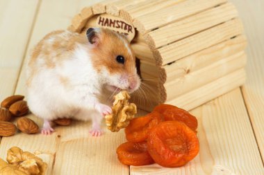 Hamster yakın çekim bir ceviz ahşap evinden yiyor..