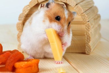 Bir hamster yakın çekim yiyecek peynir