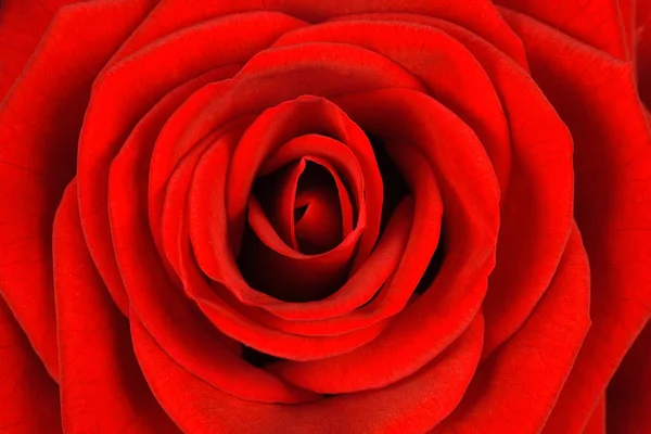 빨간 장미 꽃의 자연 질감. — 스톡 사진