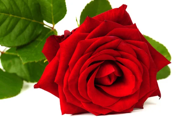 One beautiful red rose isolated on white background. Royalty Free Stock Photos