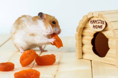 Bir hamster Kuru Kayısı evinin yiyor..