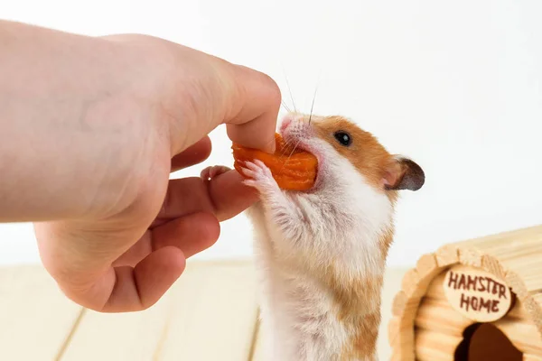 De hamster neemt de gedroogde abrikozen — Stockfoto