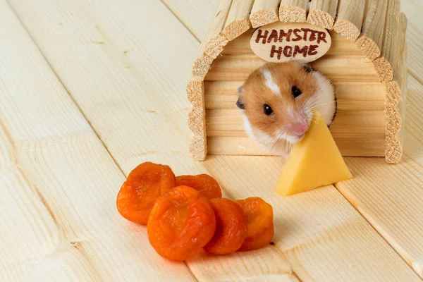 Bir hamster peynir evinden yiyor..