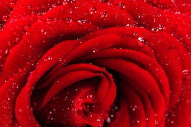 Yakın çekim kırmızı gül ile çiğ damlaları.