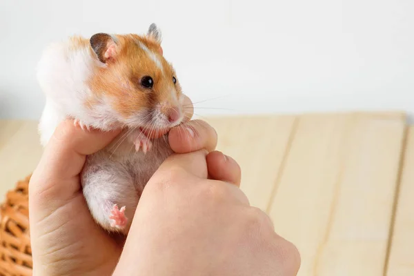 Een hamster in de handen van een meisje-close-up — Stockfoto