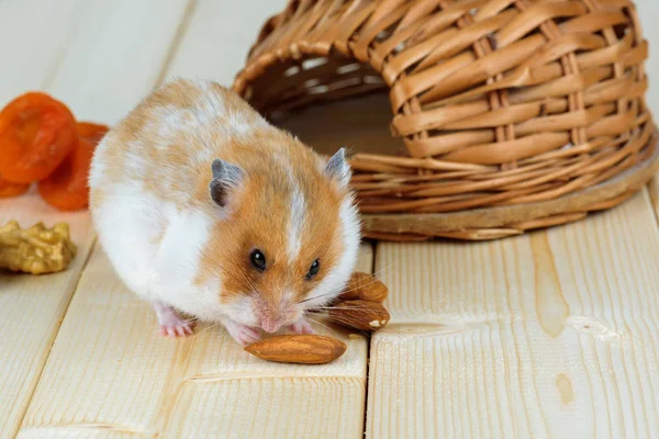 Een kleine hamster eet een amandel moer — Stockfoto