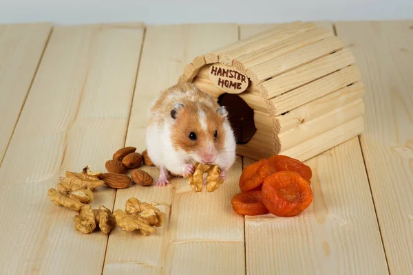 Een close-up van de hamster eet een walnoot uit zijn houten huis. — Stockfoto