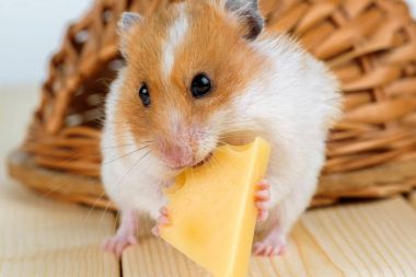 Onun ahşap evin yakınındaki bir hamster yakın çekim yiyecek peynir.