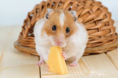 Onun ahşap evin yakınındaki bir hamster yakın çekim yiyecek peynir.