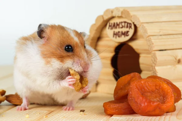 Hamster yakın çekim bir ceviz ahşap evinden yiyor..