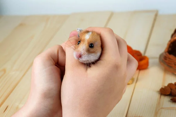 Ein Hamster in Menschenhand aus nächster Nähe — Stockfoto