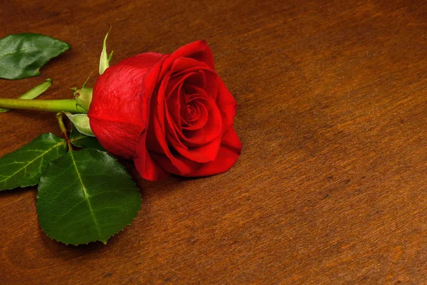 暗い背景に 1 つの赤いバラ. — ストック写真