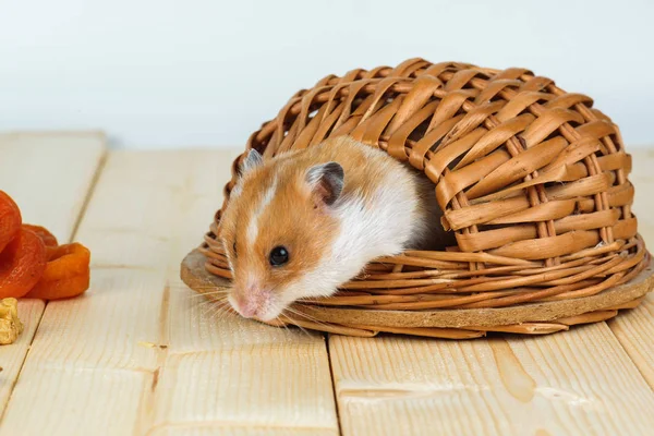 De hamster kijkt uit haar huis. — Stockfoto