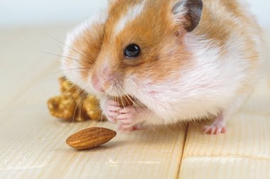 Bir badem yakın çekim bir küçük hamster yiyor.