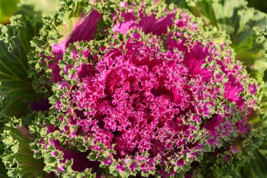 Renkli süs Lahana yaprakları yaz aylarında yakın.