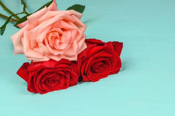 Одна розовая и две красные розы на синем фоне крупным планом . — стоковое фото