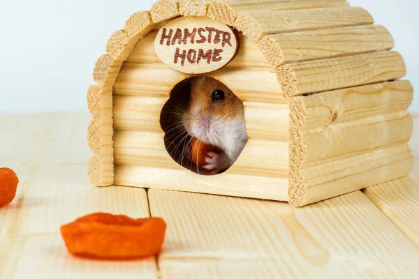 De hamster eet gedroogde abrikozen in haar houten huis. — Stockfoto