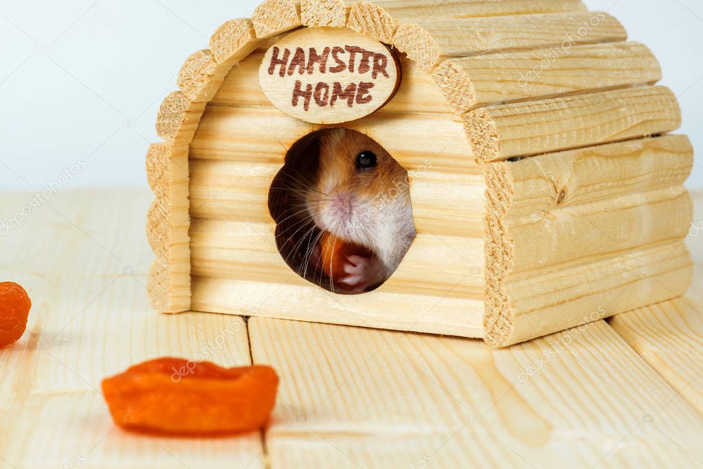 The hamster eats dried apricots inside its wooden house.