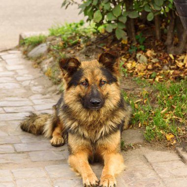 Evsiz bir tüylü köpek yol üzerinde yaz aylarında yatıyor..